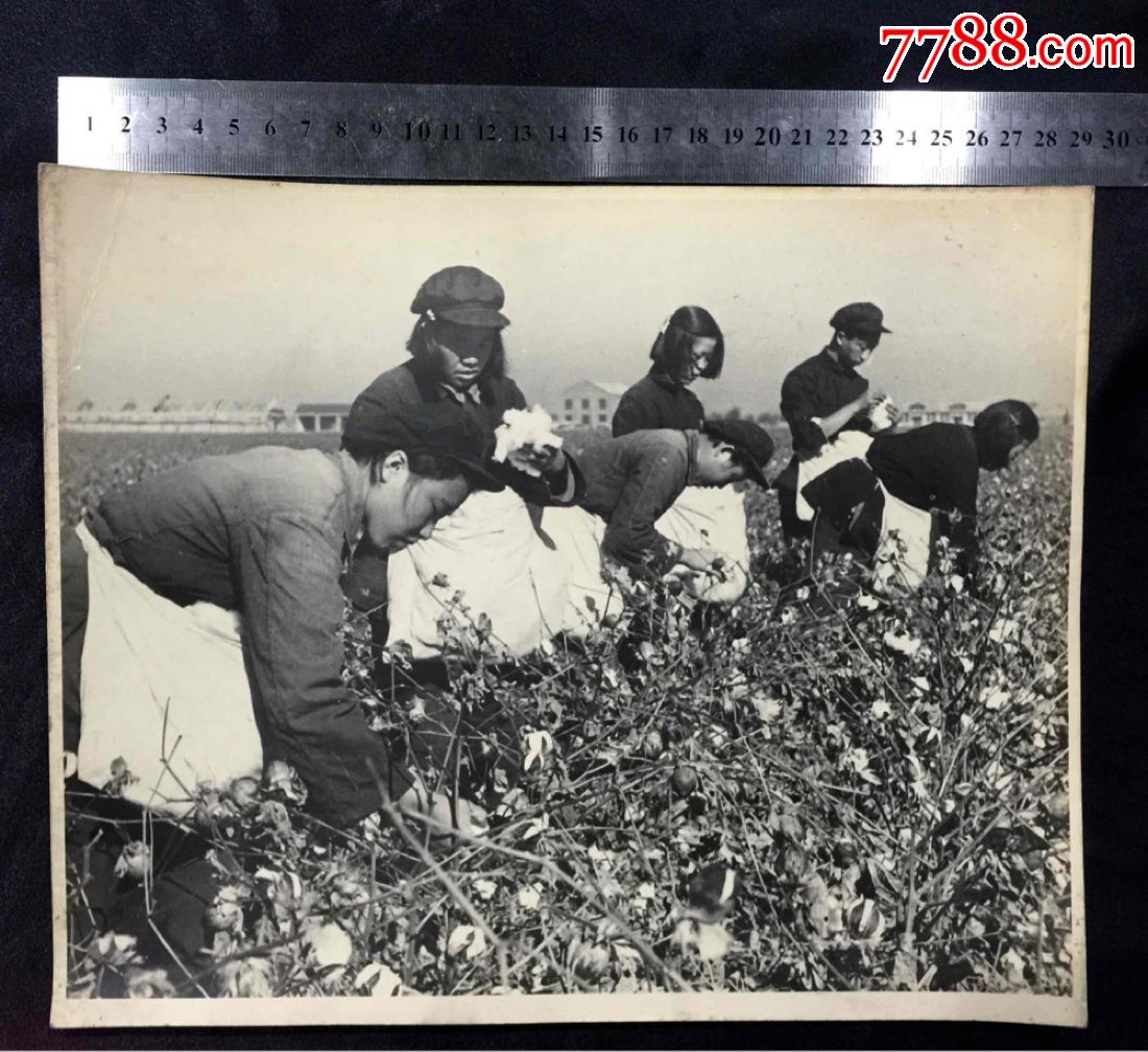 50年代【丰收】大照片
