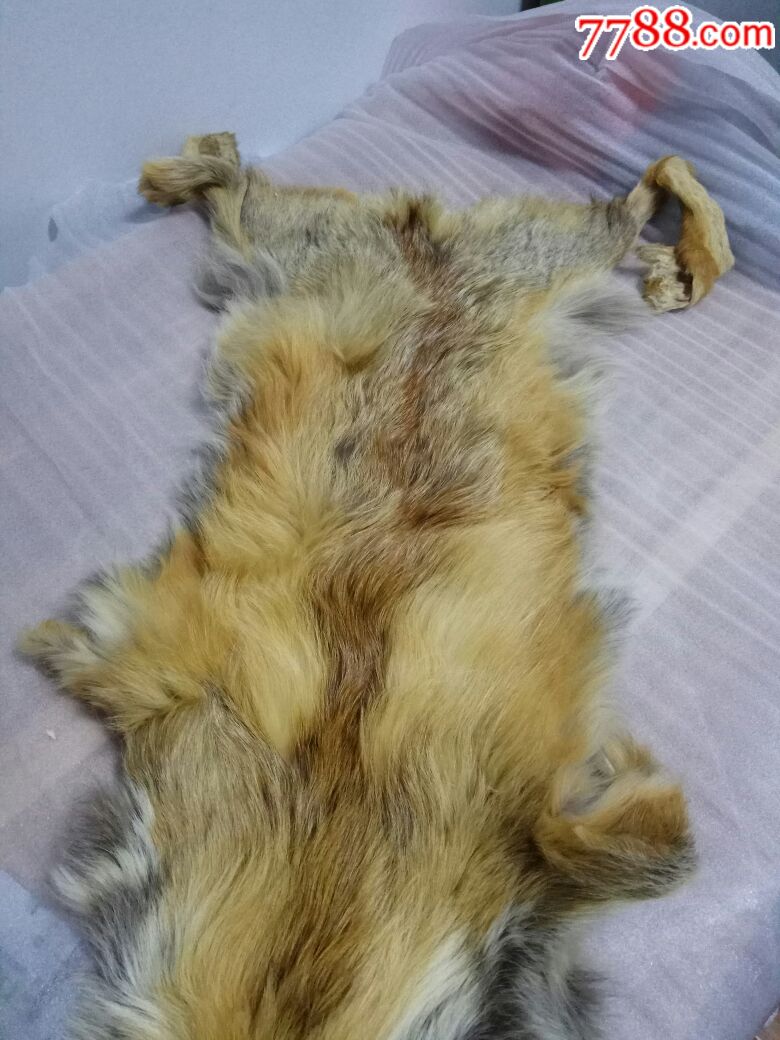狐狸皮一张