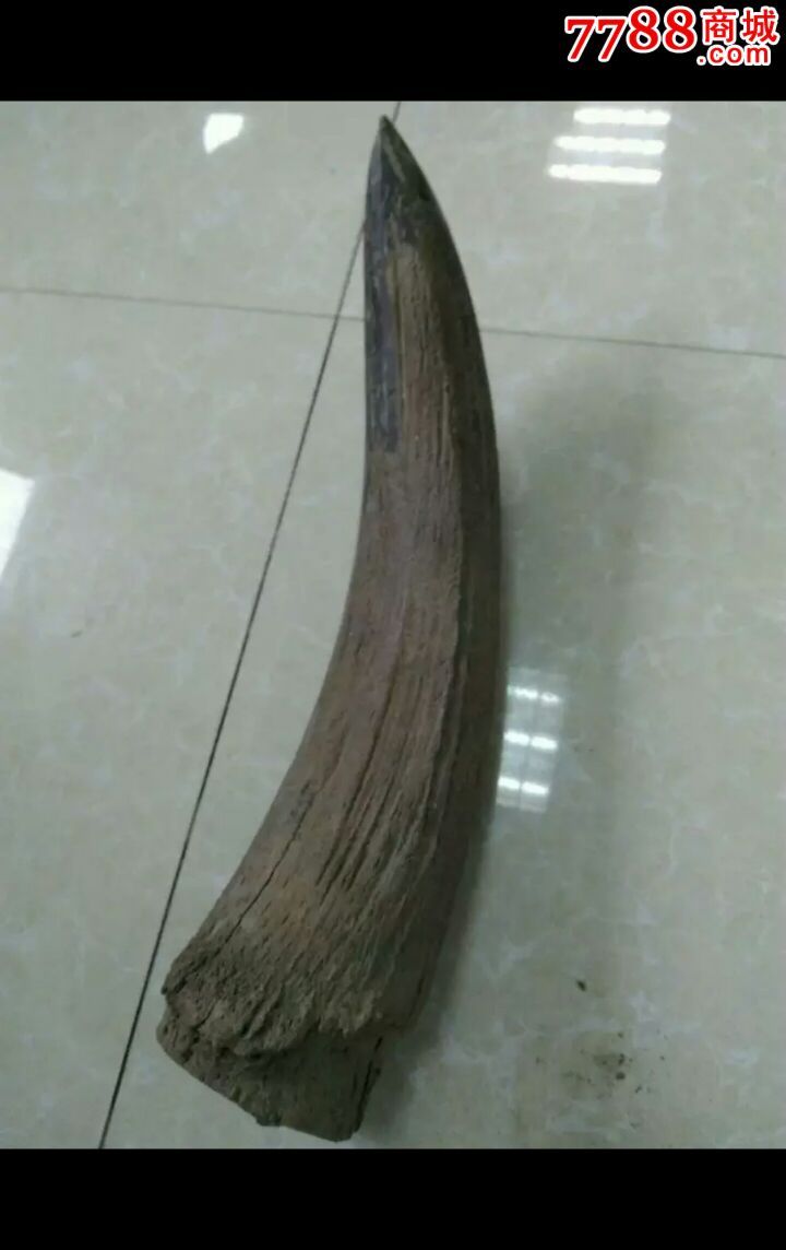 冰川时期牛角化石,品相完好大件.