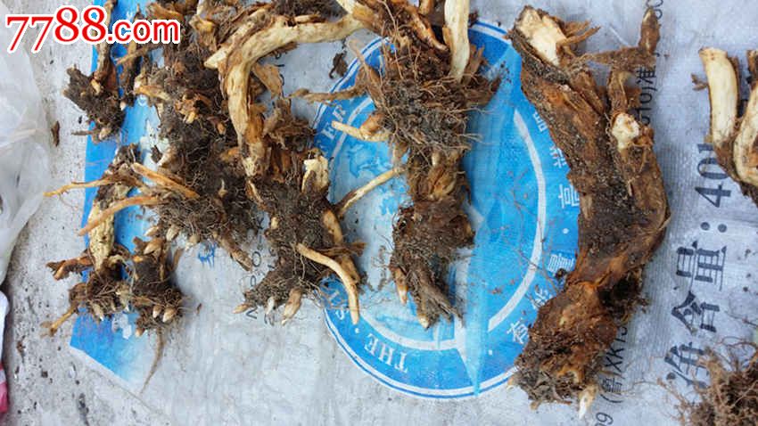 药材牡丹今年价格走势