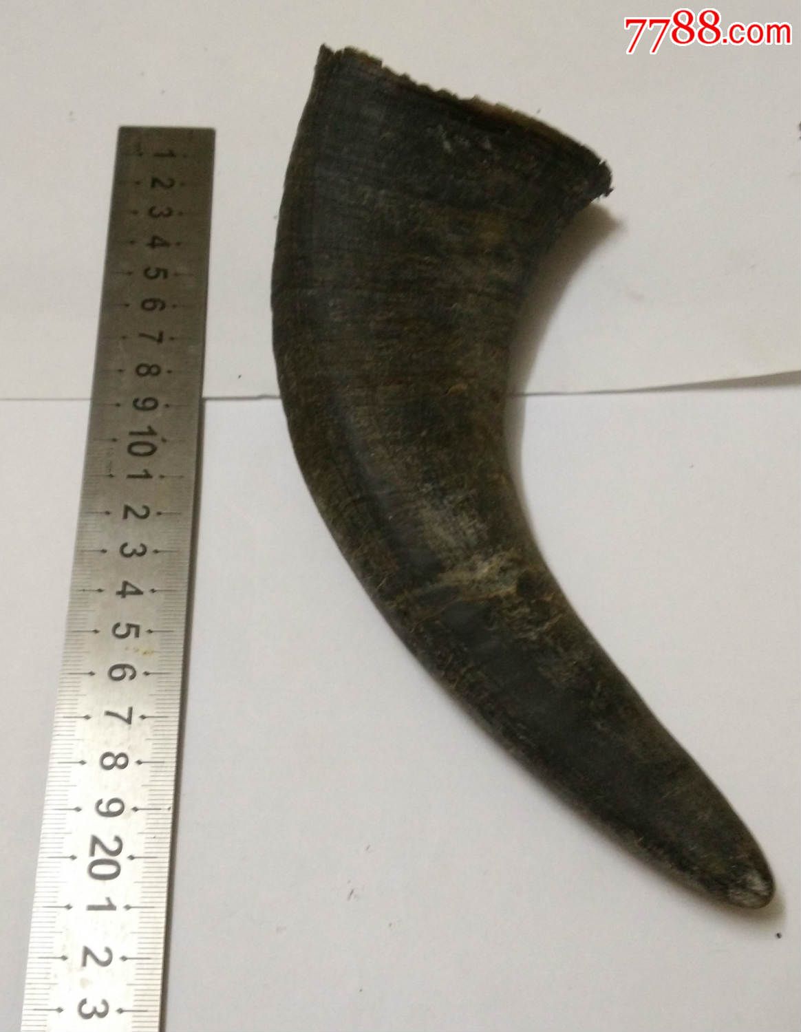 纯天然水牛角一只