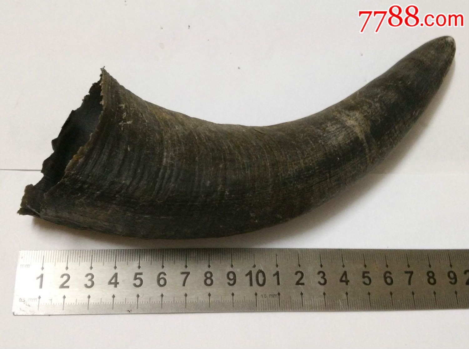 纯天然水牛角一只